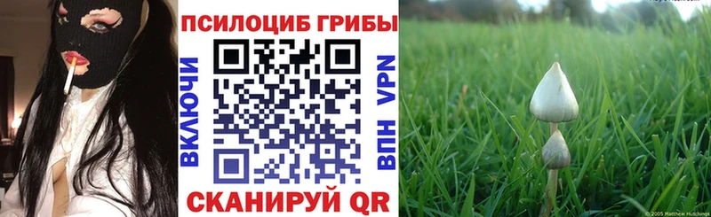 Псилоцибиновые грибы Cubensis  Рошаль 